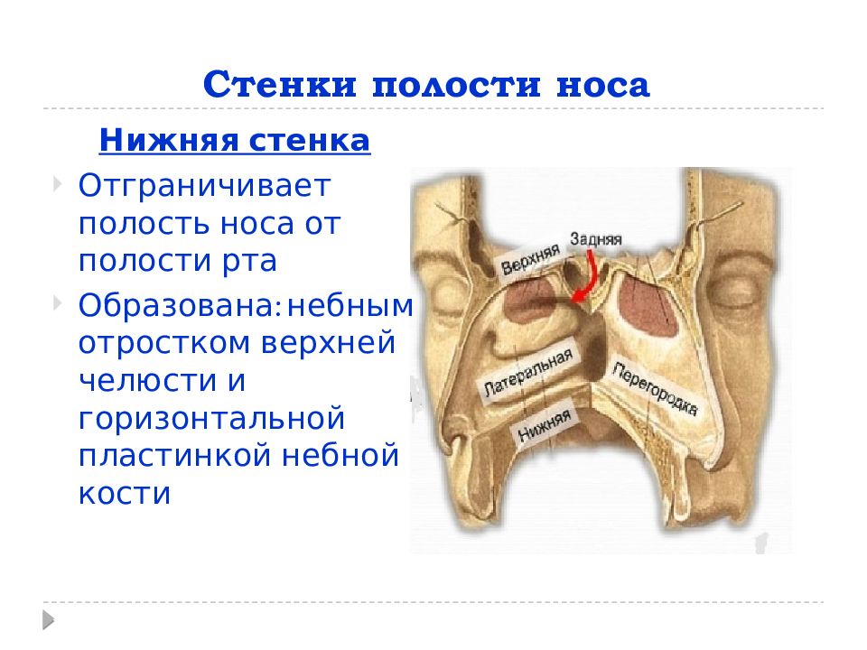 Стенки носа чем образованы