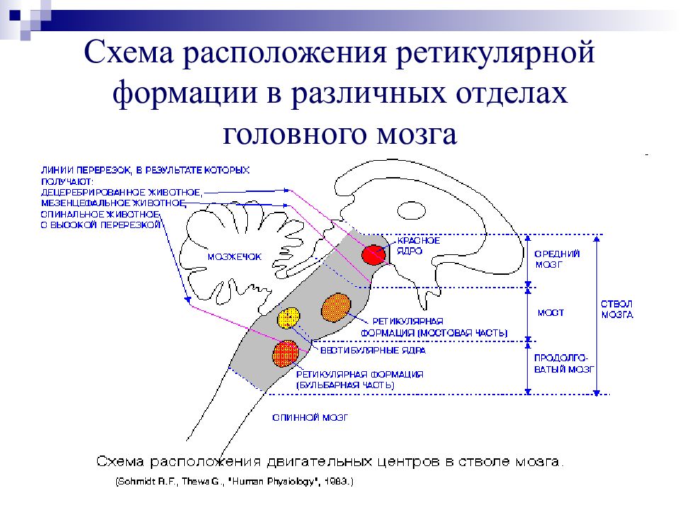 Ретикулярная формация презентация