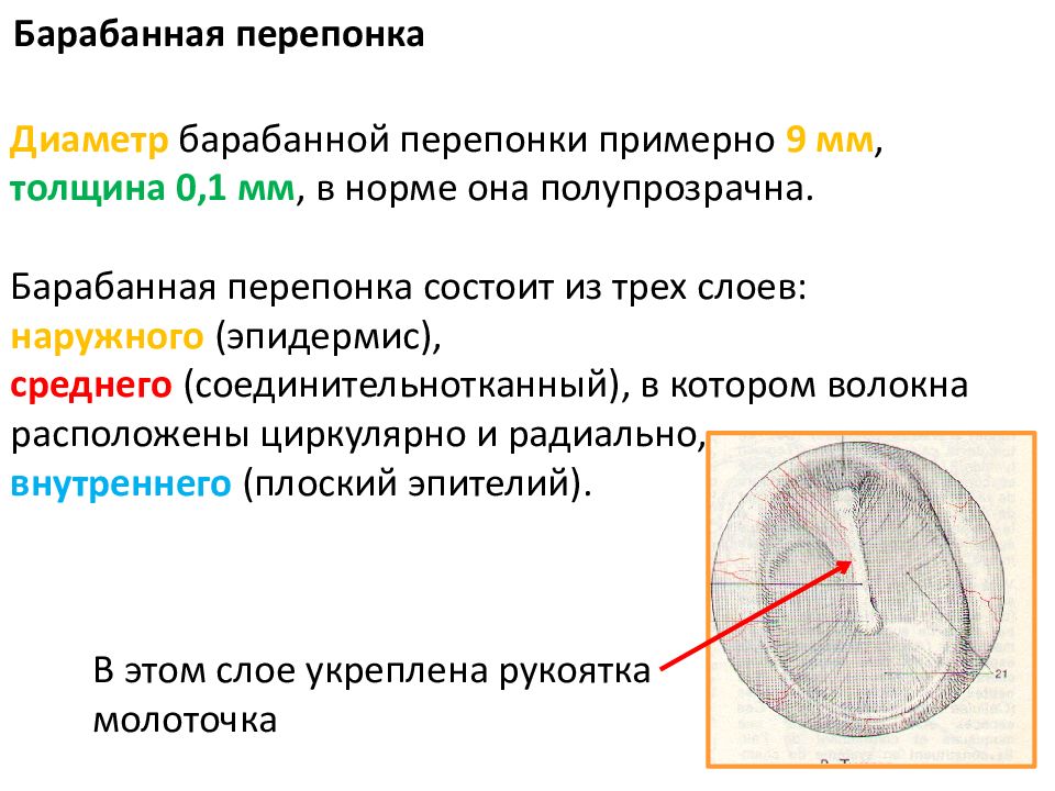 Под каким номером на рисунке обозначена барабанная перепонка