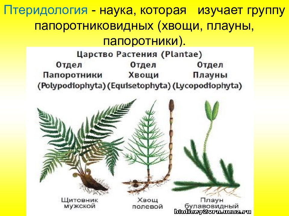 Плауны хвощи папоротники схема