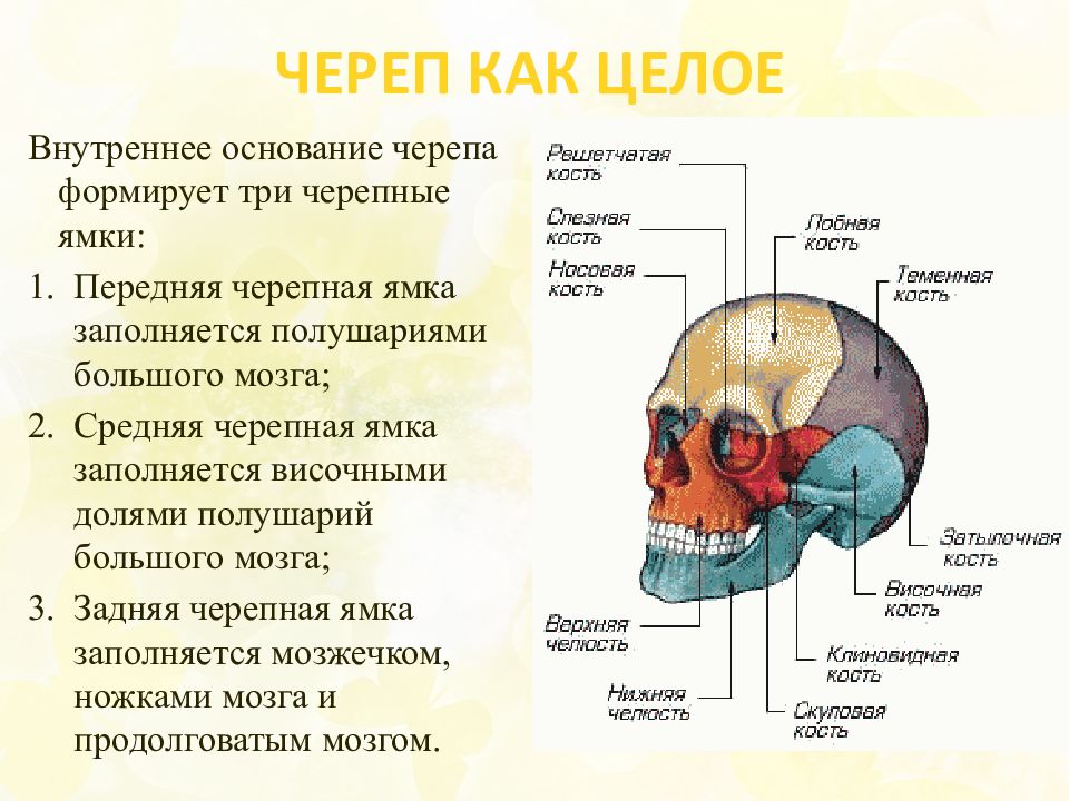 Полости лицевого черепа. Скелет головы мозговой отдел кости. Кости мозгового отдела черепа таблица. Кости мозгового отдела черепа человека строение. Скелет головы череп мозговой и лицевой отделы.