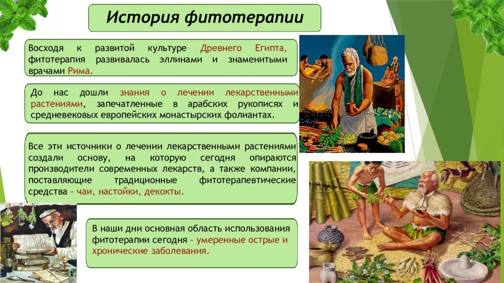 История фитотерапии презентация