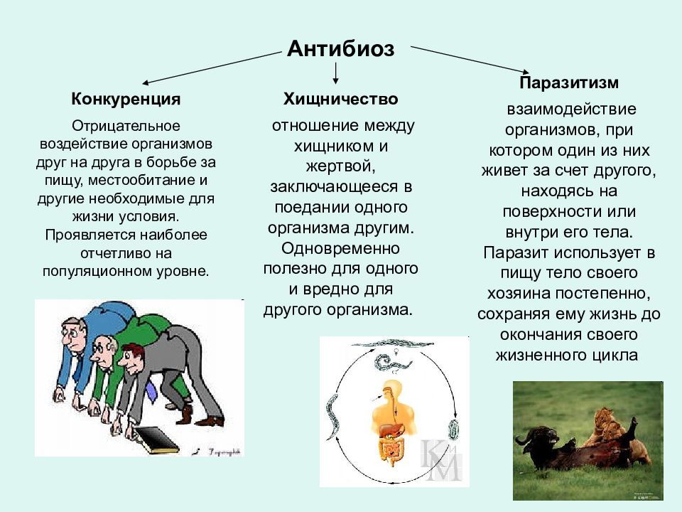 Условия жизни могут быть. Антибиоз паразитизм. Антибиоз паразитизм примеры животных. Антибиоз паразитизм примеры. Антибиоз конкуренция примеры.