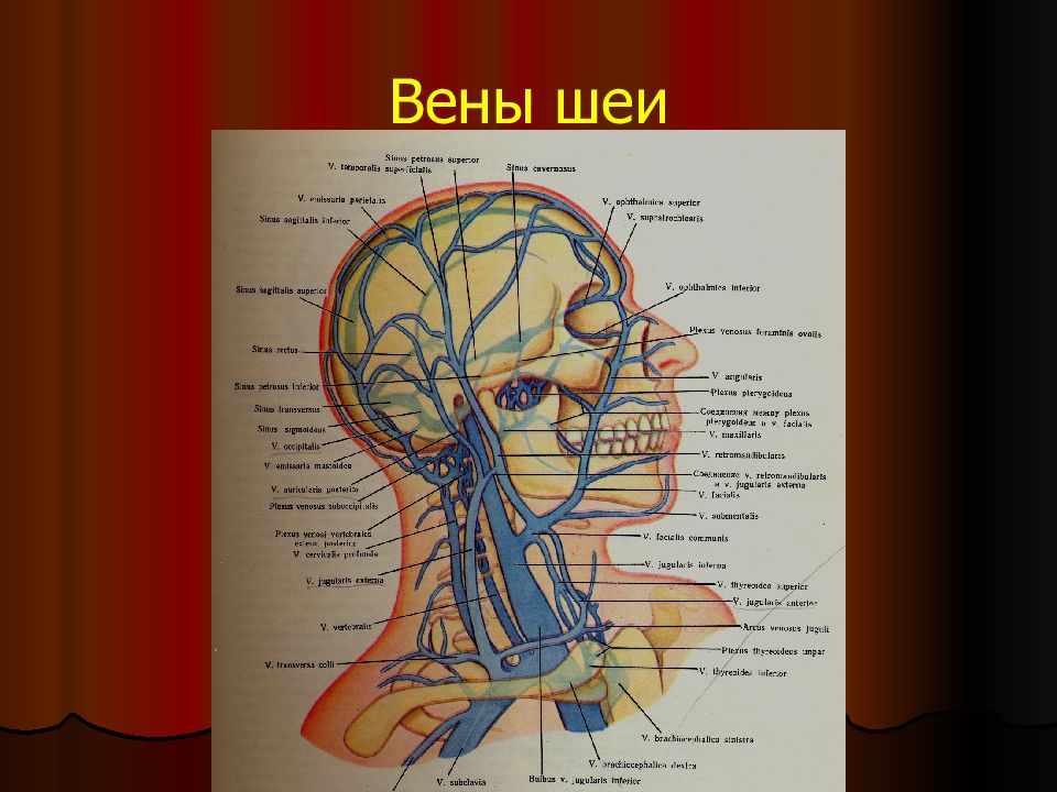 Вены шеи справа. Поверхностные вены шеи анатомия. Вены и артерии шеи анатомия. Кровеносные сосуды шеи.