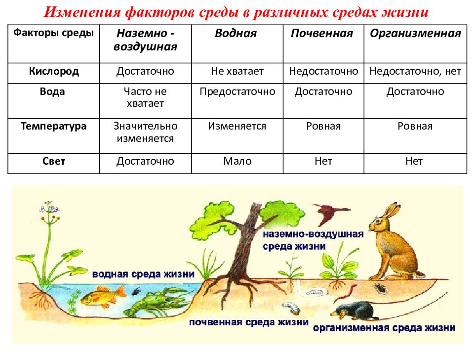 Среде них. Лимитирующие факторы и адаптации организмов в разных средах жизни.. Адаптации к средам жизни. Среды жизни водная наземно-воздушная почвенная организменная. Факторы наземной среды обитания.