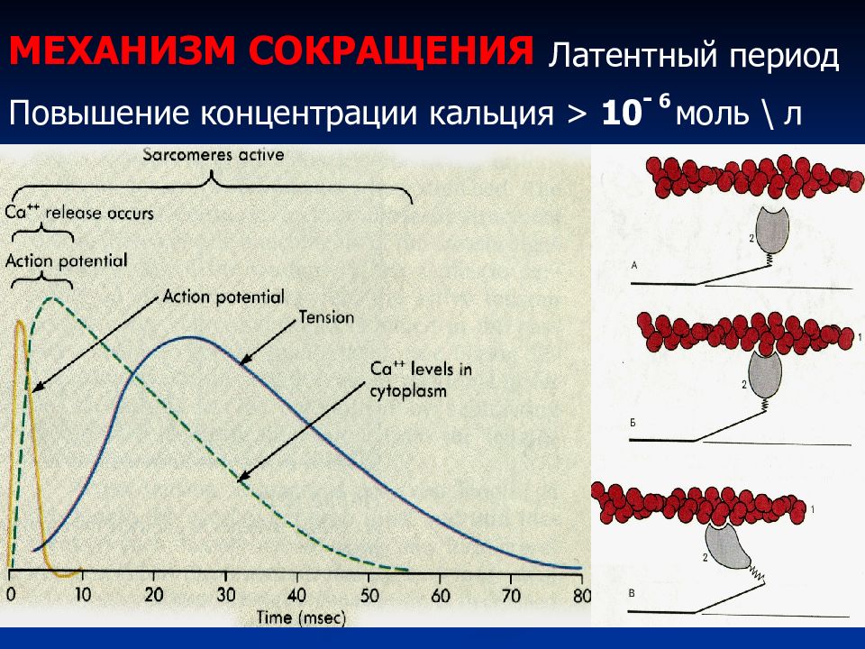 В этот период повышается. Латентный период сокращения мышцы. Латентный период физиология. Периоды сокращения мышц. Латентный период физиология мышц.