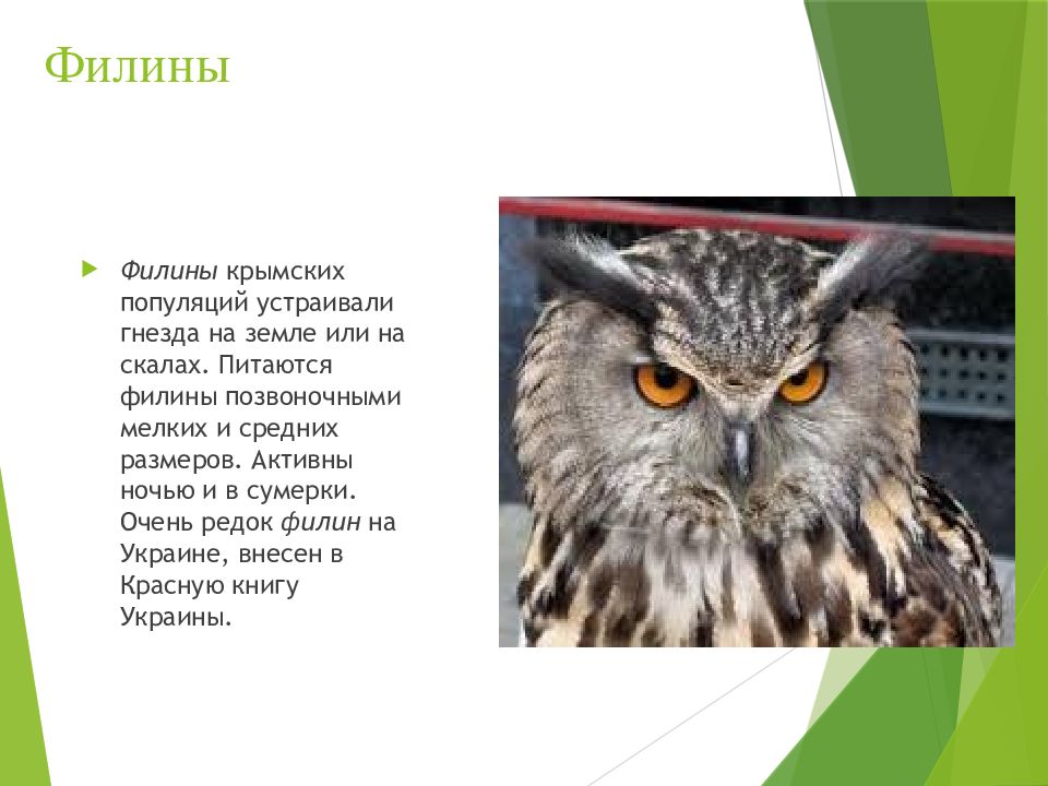 Животные красной книги крыма. Филин красная книга Крыма. Животные красной книги Филин. Филин красная книга России. Птицы из красной книги Крыма.