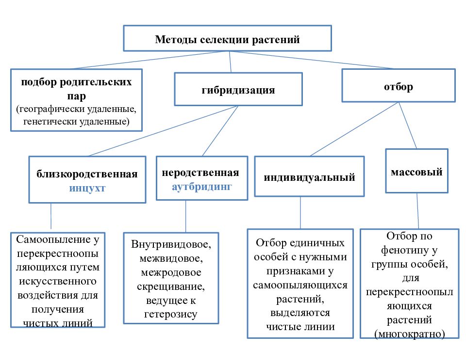 Презентация отбор и гибридизация