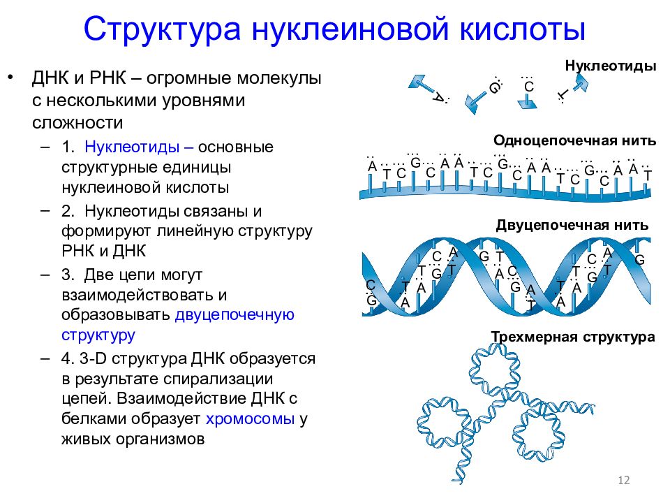 Схема строение нуклеотидов и структура полинуклеотидных цепей днк и рнк атф