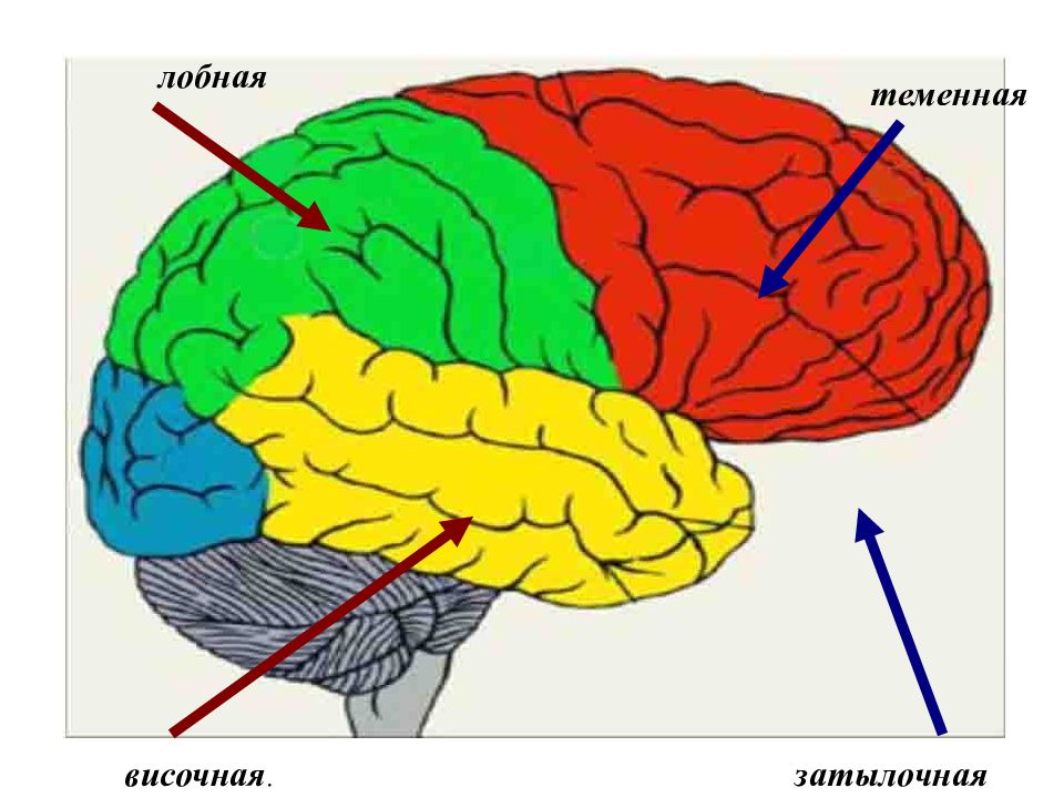 Зоны мозга лобная. Лобная теменная височная затылочная доли. Лобная зона коры головного мозга.