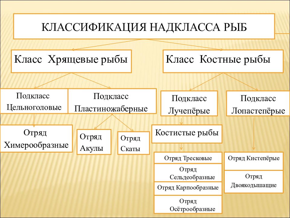 Костные рыбы презентация 7 класс биология