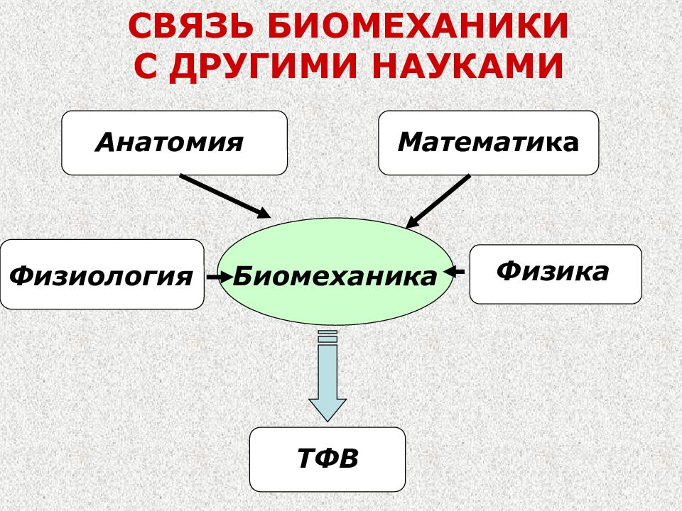 Инженерная биомеханика презентация