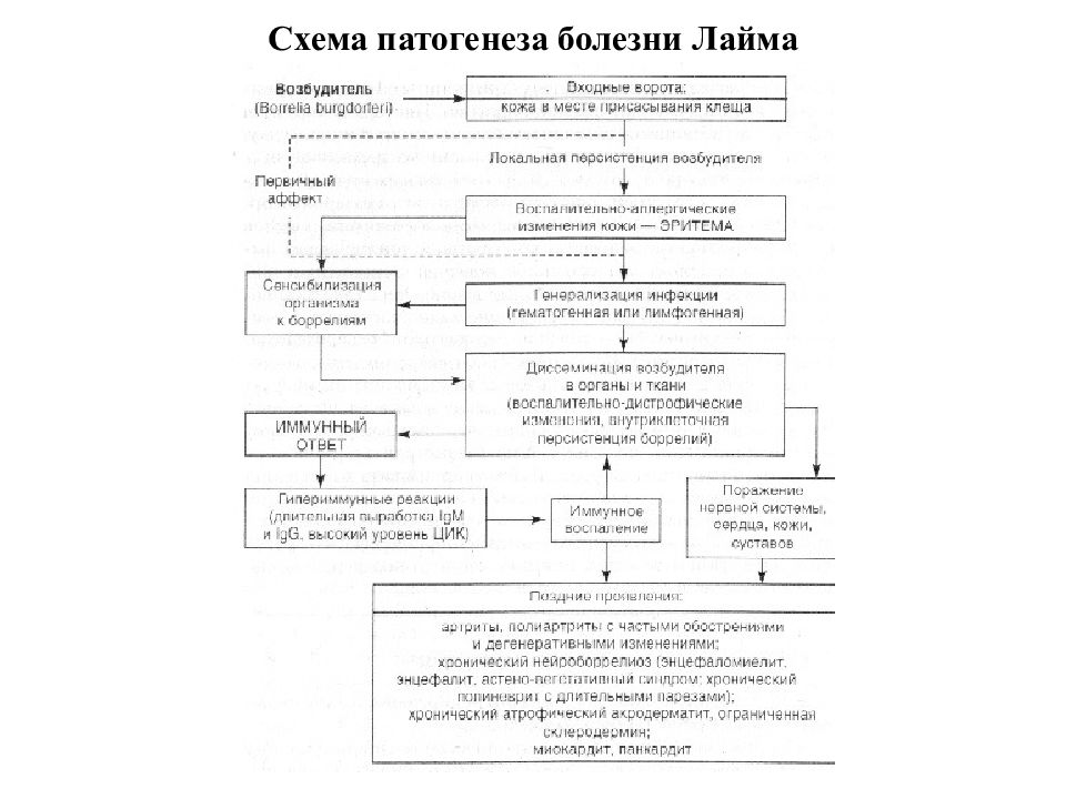 Патогенез клещевого энцефалита схема