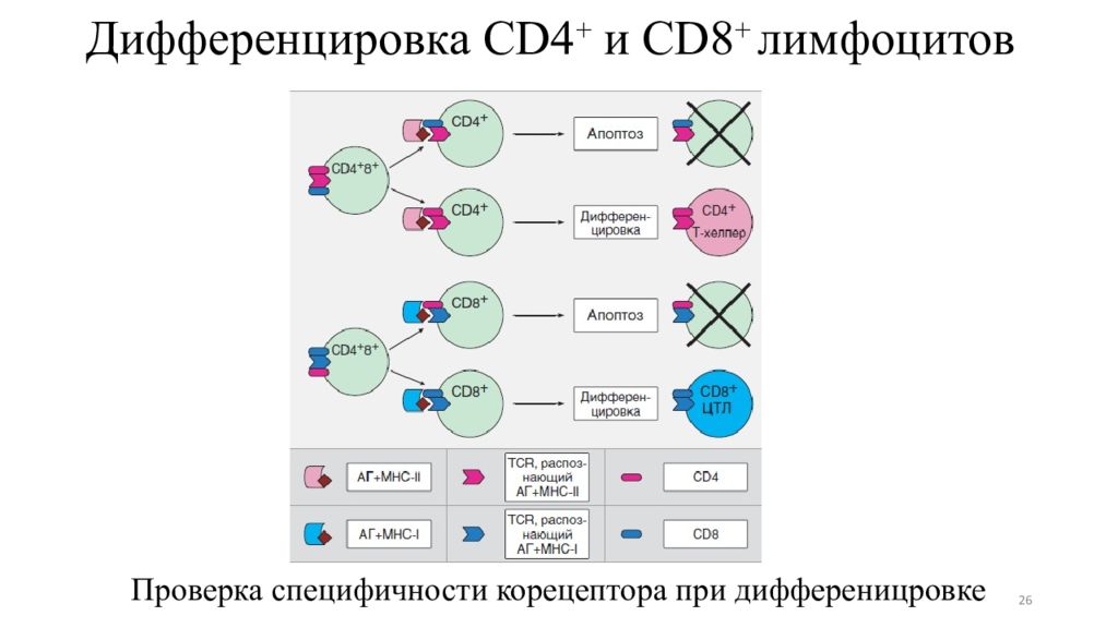 Cd8 т лимфоциты. Cd8 лимфоциты функции. Cd4 клетки. Сд4 т лимфоциты это. Жизненный цикл лимфоцитов схема.