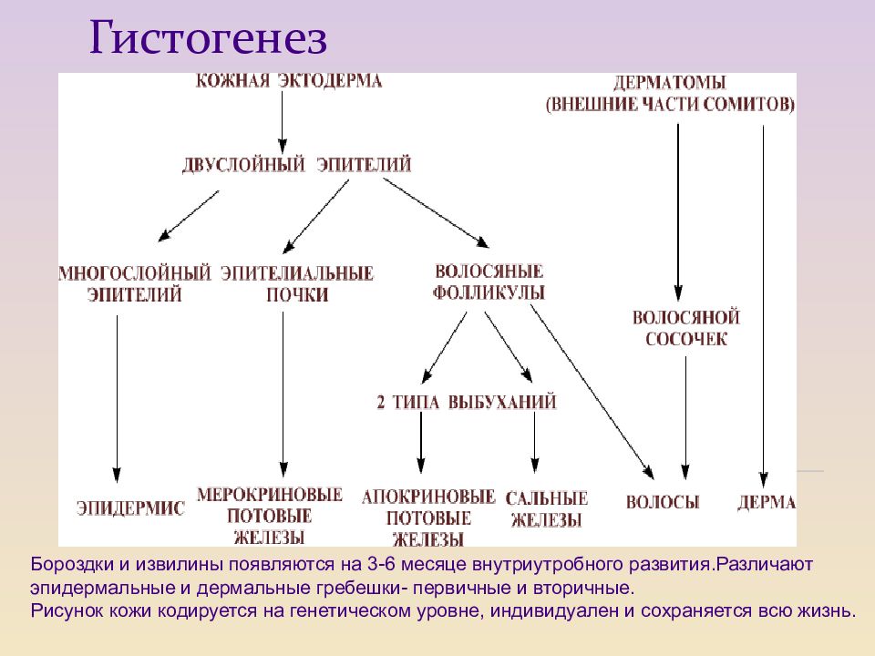 Производные эктодермы презентация