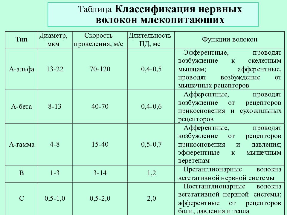 Типы волокон. Классификация нервных волокон таблица. Функциональная классификация нервных волокон. Нервное волокно классификация нервных волокон. Структурно-функциональная классификация нервных волокон.