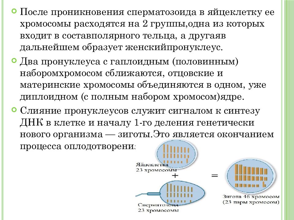 Оплодотворение и развитие плодного яйца презентация