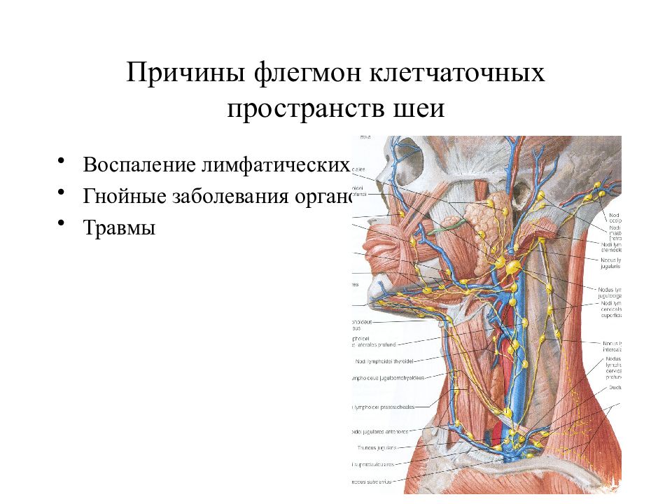 Пространства шеи. Ретровисцеральное клетчаточное пространство шеи. Флегмоны шеи топографическая анатомия. Топография клетчаточных пространств шеи. Топографическая анатомия причина флегмоны?.