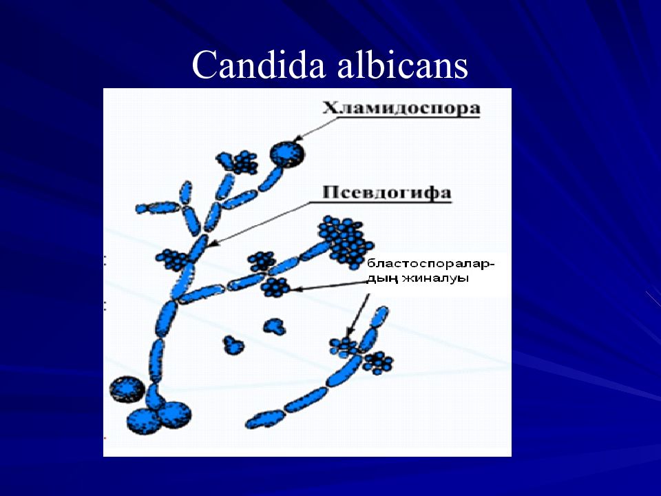 Candida albicans у ребенка