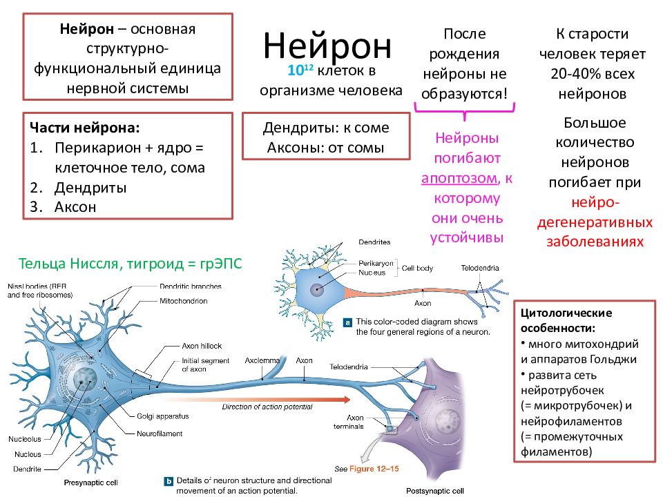 На рисунке представлены нейрон нервная ткань головной мозг и нервная система человека огэ