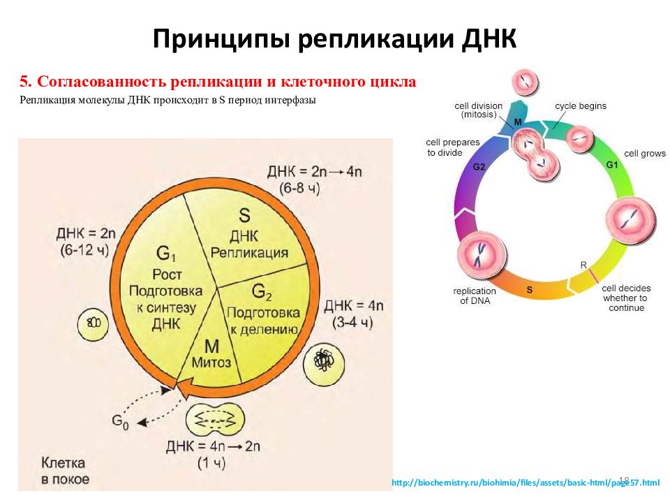 Какой процесс происходящий с генетической информацией клетки изображен на схеме