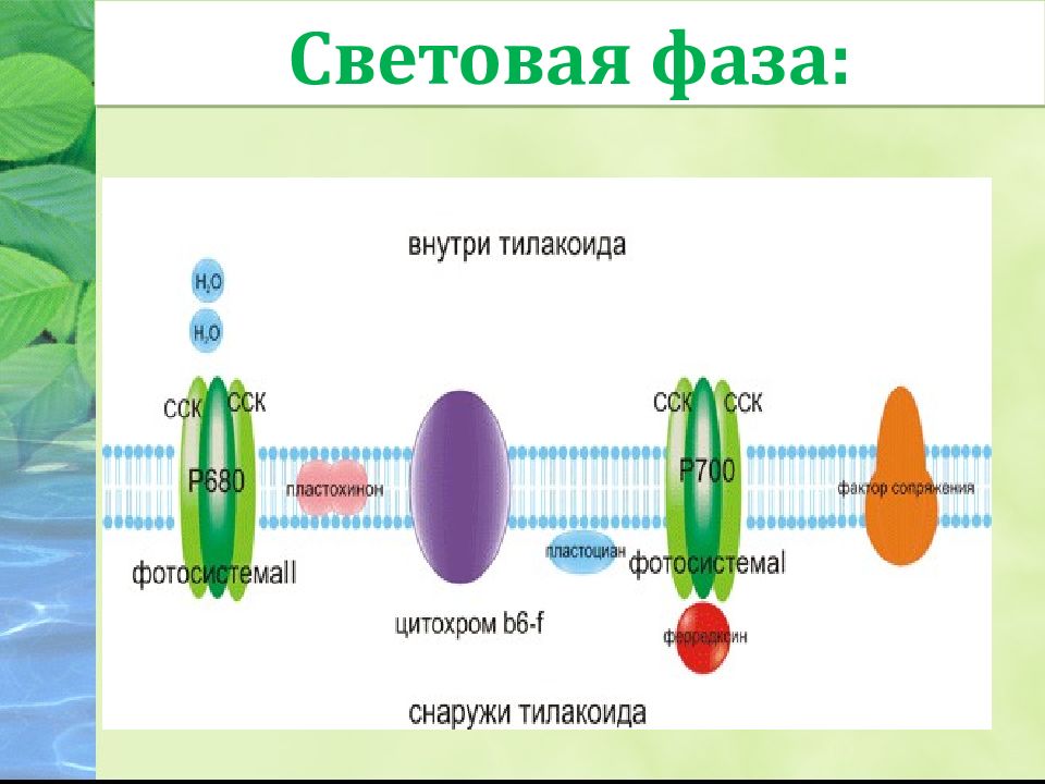 Какие бывают процессы в биологии 6 класс