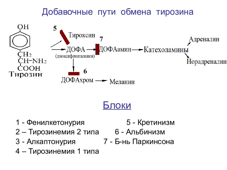 Фенилаланин биохимия. Фенилаланин тирозин схема. Из чего синтезируется тирозин. Фенилкетонурия схема биохимия. Схема синтеза катехоламинов.