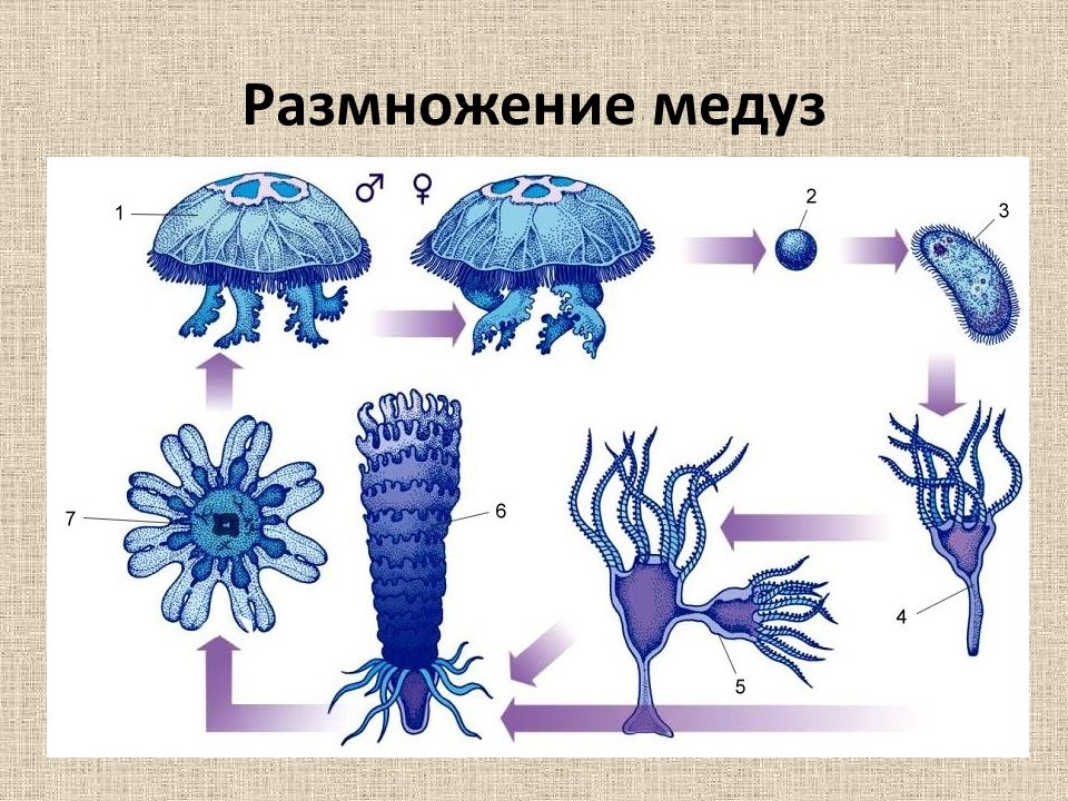 Цикл развития медузы рисунок с подписями