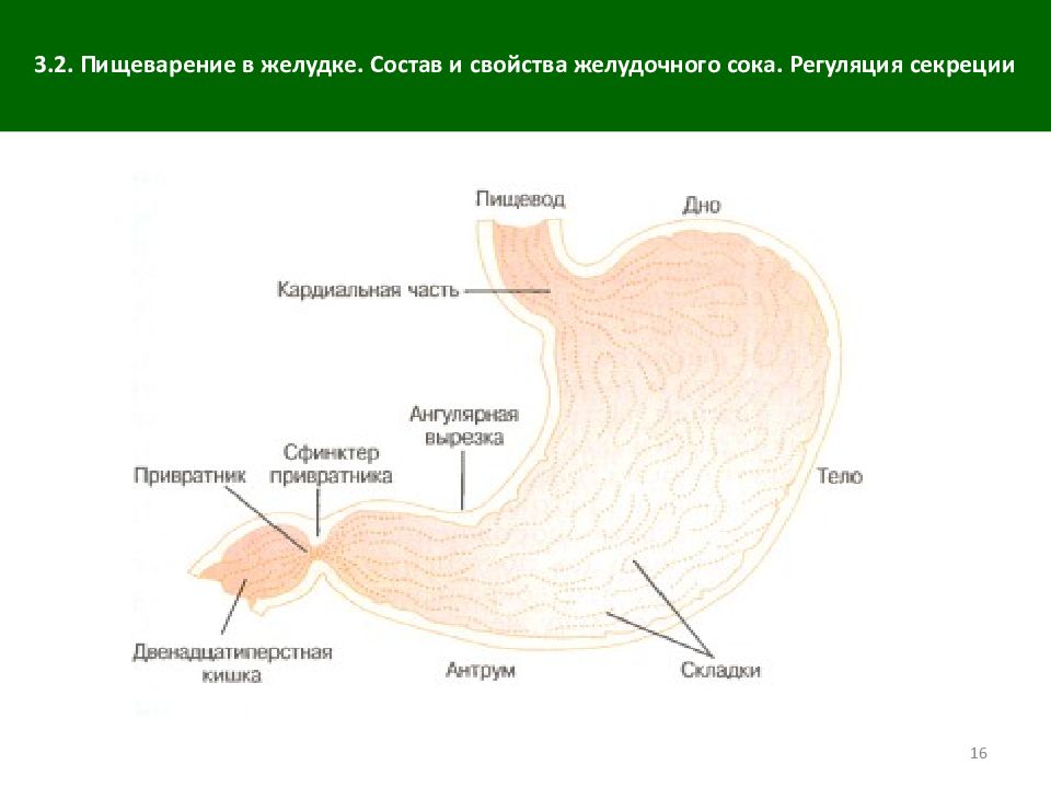 Встал желудок