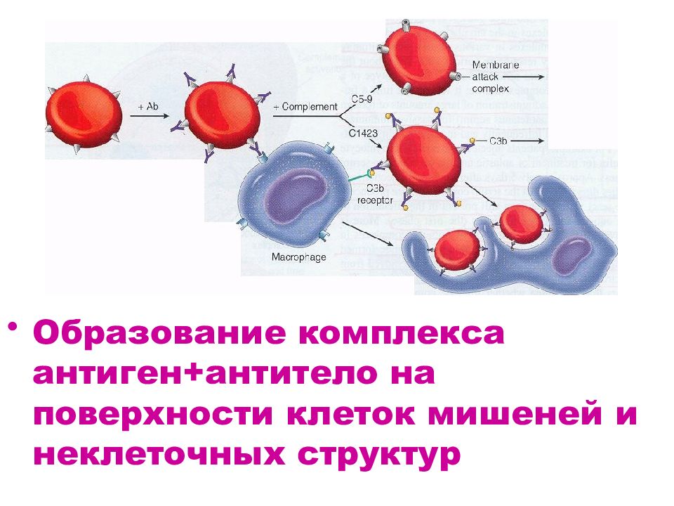 Антигены и антитела микробиология презентация