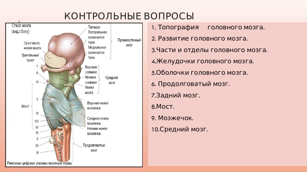 Отделы продолговатого мозга. Топография продолговатого мозга. Тест по конечному мозгу анатомия. Анатомия 2 класс. Контрольные вопросы анатомия 2 курс.