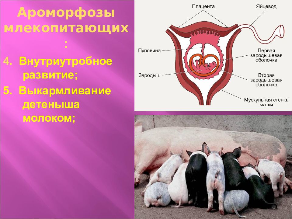 Годовой цикл в жизни млекопитающих. Развитие млекопитающих. Плацентарные млекопитающие. Размножение и развитие млекопитающих. Плацента млекопитающих.