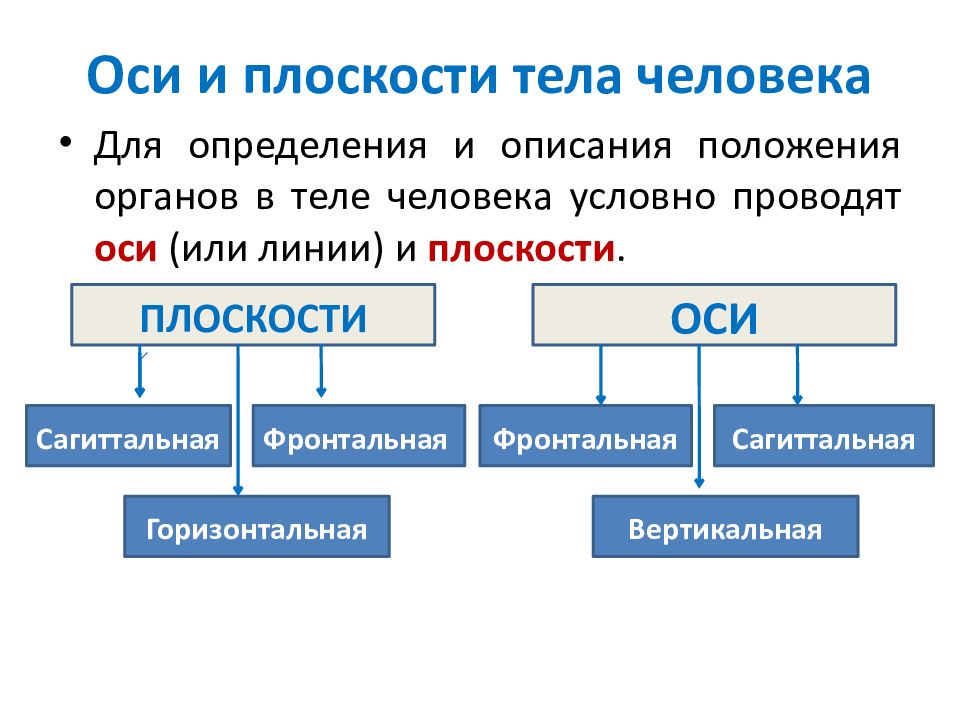 Емкость в эквивалентной схеме тела человека образована