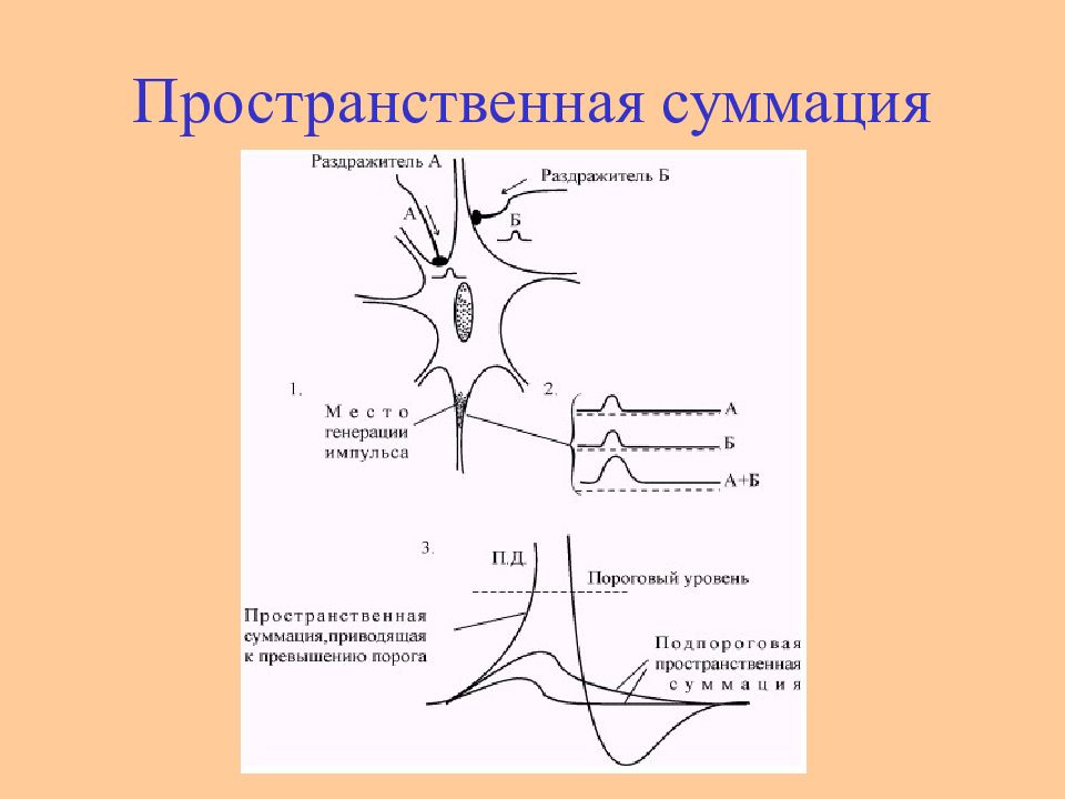 Возбуждение нейрона. Временная суммация это в физиологии. Пространственная и временная суммация в нейронах. Временная суммация возбуждения в нервных центрах. Схема временной суммации в нервных центрах.