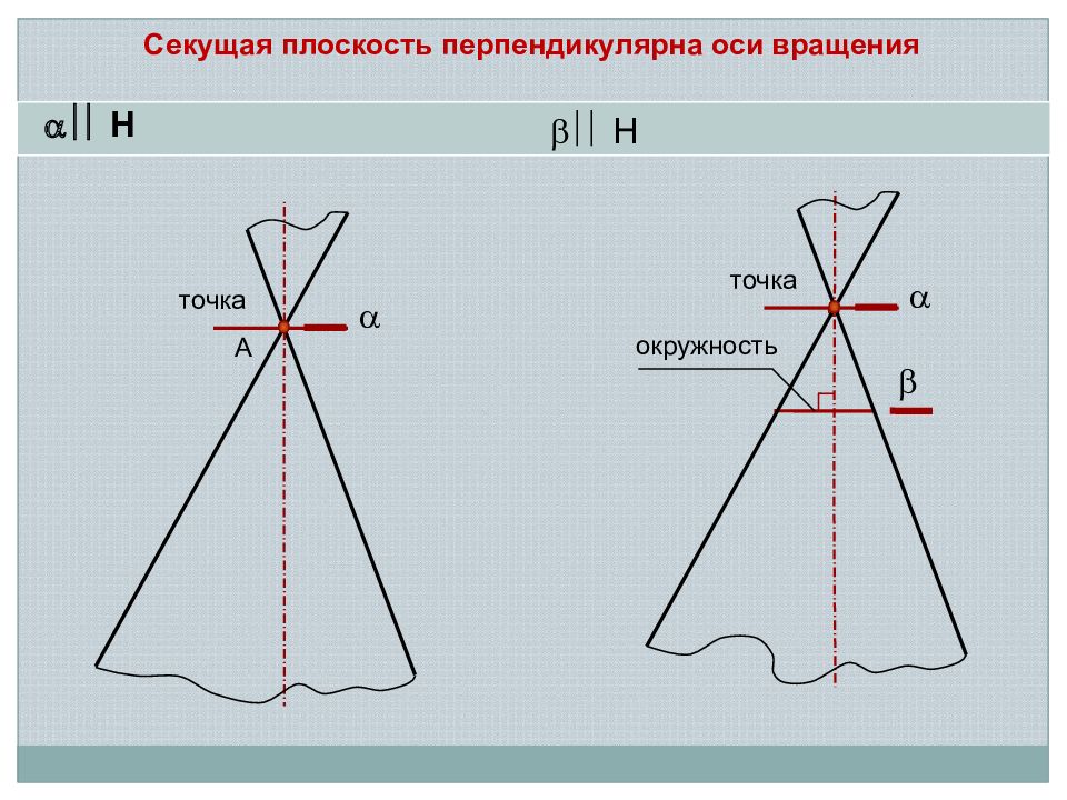 Плоскость перпендикулярна оси. Перпендикулярная секущая. До пересечения с осью вращения. Какая секущая плоскость перпендикулярна медианной?.