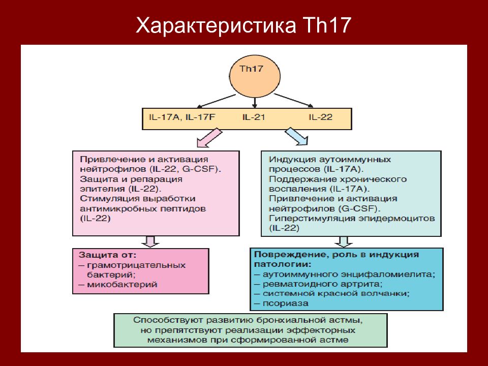 Характеристика 29. Клеточный, воспалительный (ТH 17/тh1-зависимый) примеры.