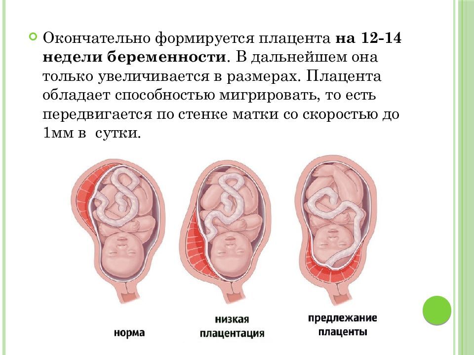 Низкая плацентация. Период формирования плаценты. Окончательное формирование плаценты. Сформировавшая плацента.