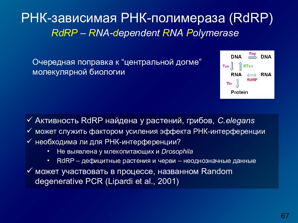 Рнк зависимая. ДНК-зависимая РНК-полимераза. РНК зависимая РНК полимераза. Внутриклеточная локализация ДНК-зависимой РНК-полимеразы. ДНК зависимые РНК полимеразы.