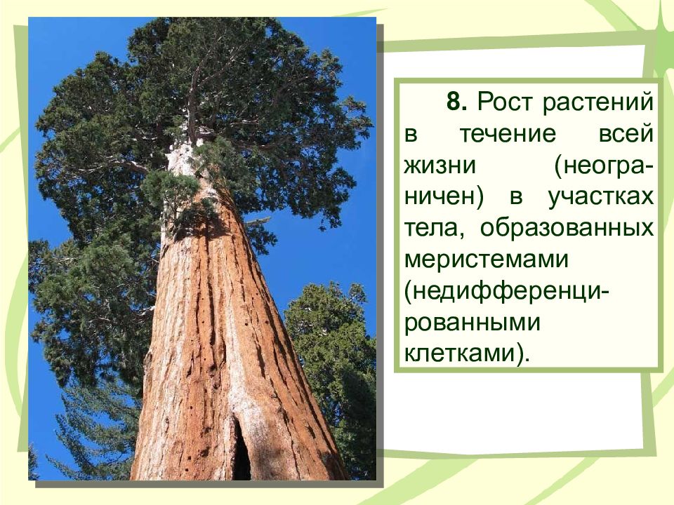 Самое высокое дерево на земле природная зона. Секвойя самое высокое дерево. Секвойя Гипперион. Секвойя дерево описание. Секвойя Северной Америки.