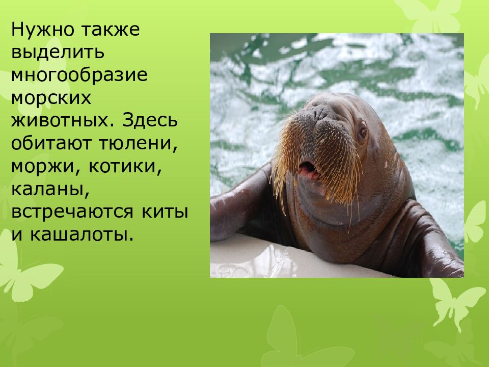 лаптевский морж. моржи тюлени морские котики. моржи тюлени морские котики. морж тюлень морской котик отличия. биология отряд ластоногие.