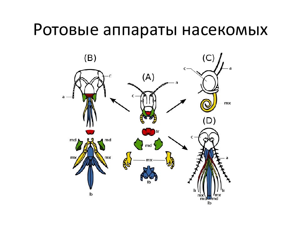 Типы ротовых аппаратов