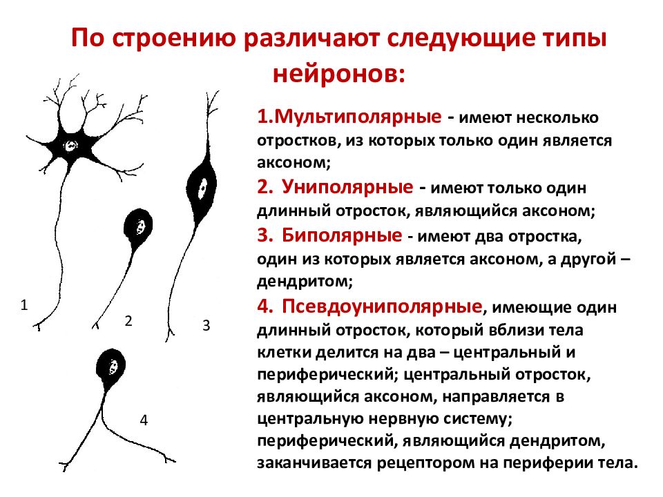 1 и 2 нейрон. Классификация нейронов по количеству отростков и функции. Псевдоуниполярный Нейрон строение. Типы нейронов – по строению и функции. Нейрон: строение, классификация по строению и функции.