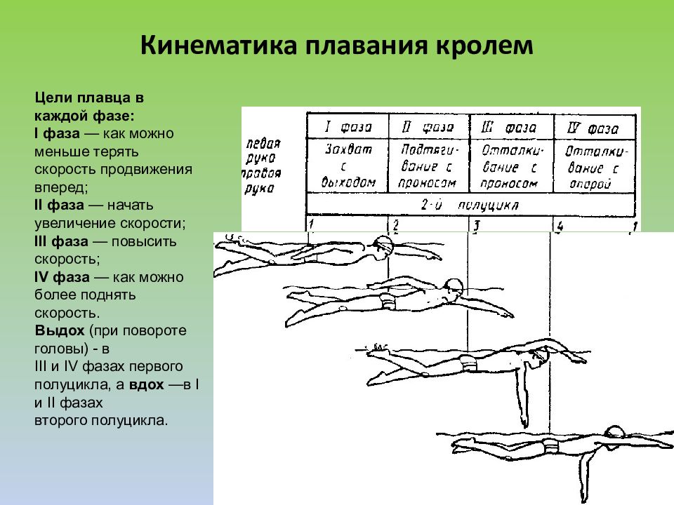 Поворот кролем. Какие мышцы задействованы при плавании кролем. Плавание кролем какие мышцы работают