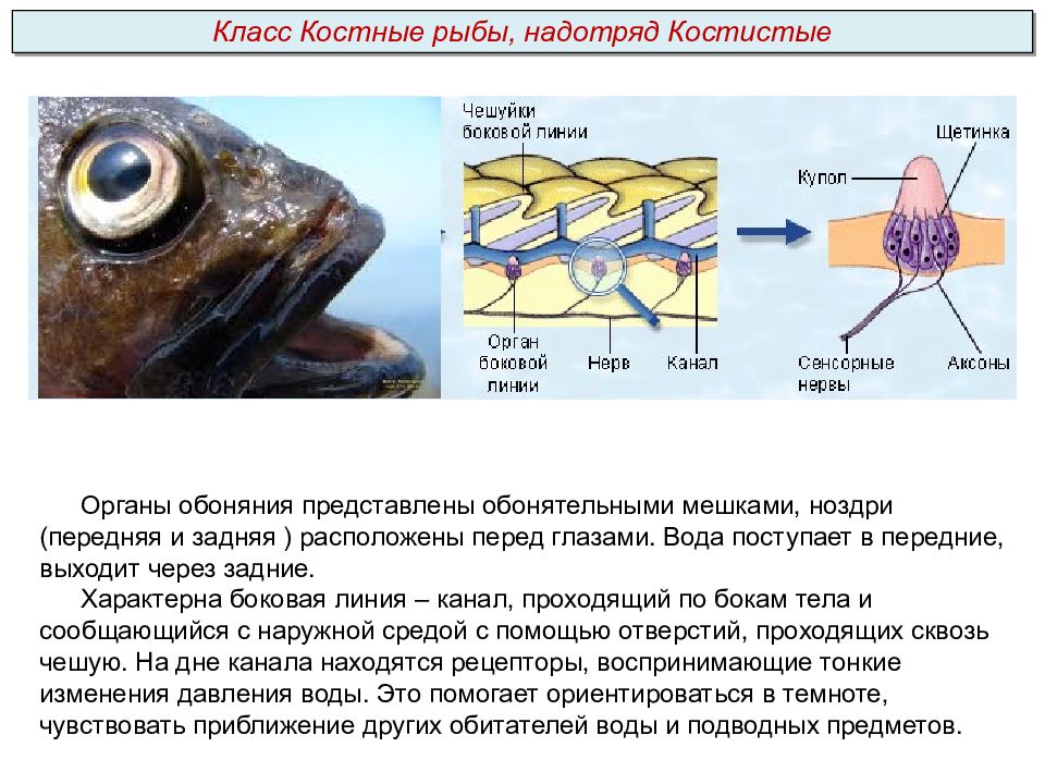 Какие ноздри у рыб. Рыба с глазами сбоку. Пименов а.в. тема: «Подтип позвоночные ( Vertebrata ) Надкласс рыбы ( Pisces. Органы боковой линии у рыб. Органы обоняния у рыб.
