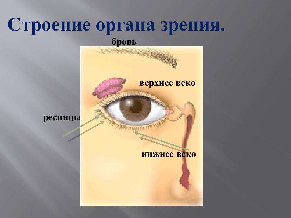 Орган зрения зрительный анализатор 8 класс презентация