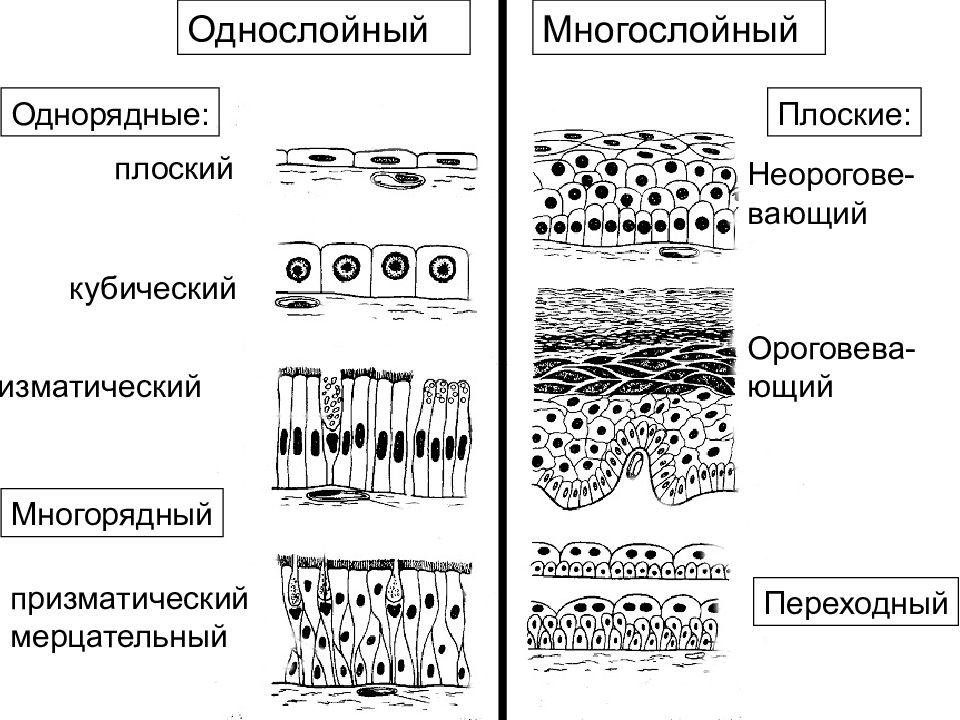 Однослойный эпителий рисунок