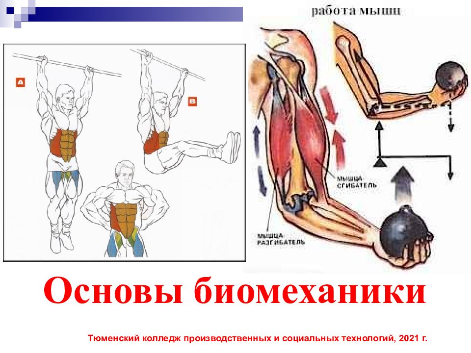 Основы биомеханики Тюменский колледж производственных и социальных технологий,