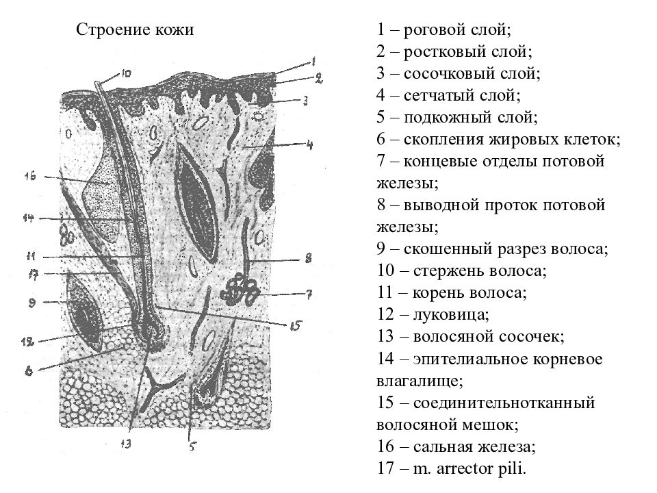 Рассмотрите рисунок напишите названия слоев и структур кожи