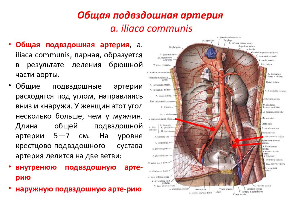 Брюшной отдел аорты схема