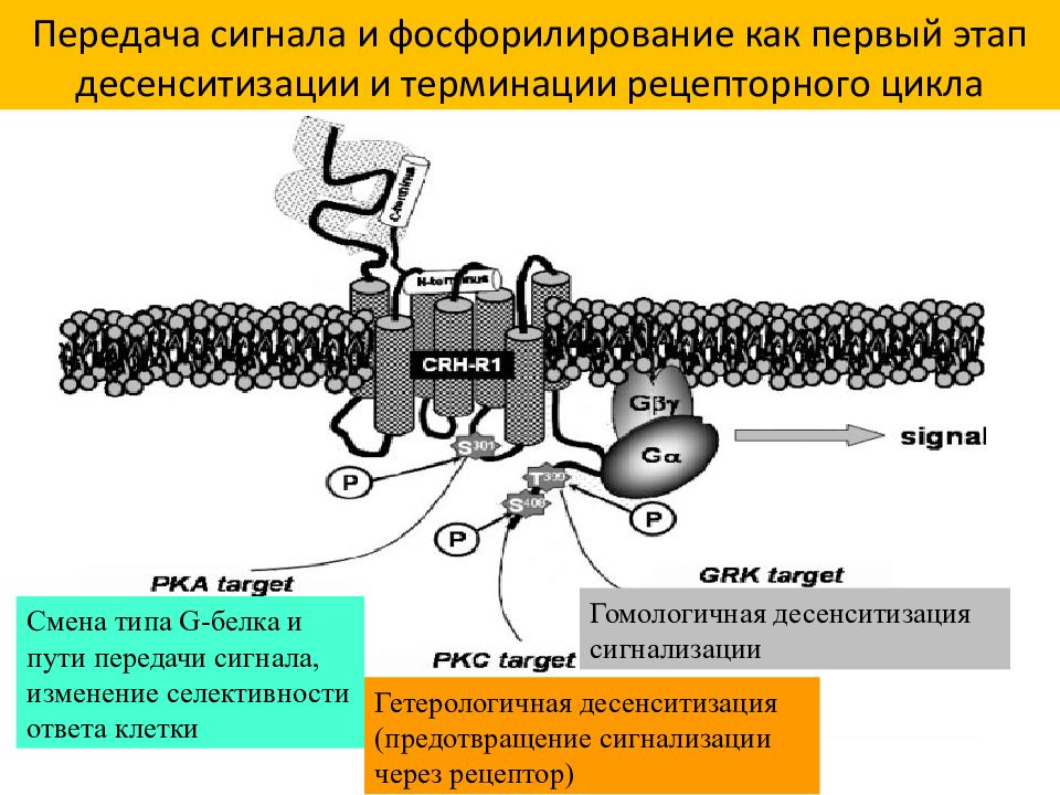 Электронная передача сигнала. Передача сигнала. Мембранная передача сигнала. Мембранные рецепторы. Передача сигнала через мембранные рецепторы.